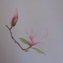 보태니컬아트(색연필화) 이미지