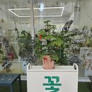 오도르플라워 이미지