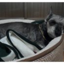 모른골지 이미지