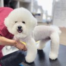 영천애견미용 이미지