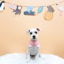 몽그루밍 이미지