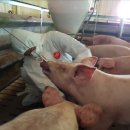 충청북도동물위생시험소 이미지