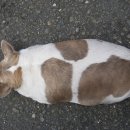 우리동물약국 이미지