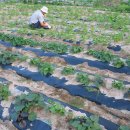 뒤뜰농장 이미지