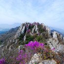 진달래화원 이미지