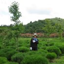 소나무정원 이미지