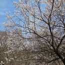 신원도서관 | 계룡산 신원사 벚꽃 개화 현황, 동백꽃까지 함께 본 봄나들이 후기