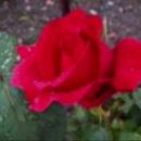 거짓 사랑을 거부하는 명곡 ＜ 페이퍼 로즈 ＞ Paper roses 이미지