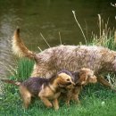 Otter(오터) 이미지