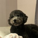 티몬이네 목욕탕 이미지