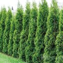 일락농원 이미지