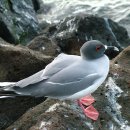 제비꼬리갈매기 [Swallow-tailed gull (Creagrus furcatus)] 이미지