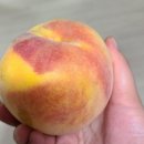 초아농원 이미지