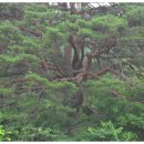 금바우골 이미지