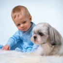 아기애견 이미지