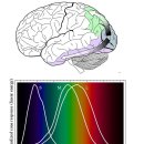 빛의 3원색과 시지각체계 이미지