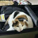 세븐일레븐 서안성휴게소점 | [🇯🇵엄마와 삿포로여행] 비에이투어/스프카레/크리스마스나무/사계채언덕/오타루