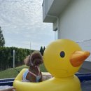 일리풀빌라 이미지