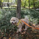 똥강아지 반려견 미용실·호텔 | 서울실내애견카페 똥강아지카페 내돈내산 강아지 호텔