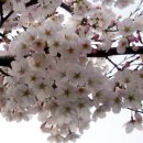 고향의 봄 이미지