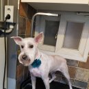 우쭈쭈애견샵 이미지