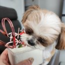 봉봉키친 더 펫 이미지