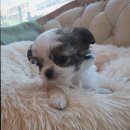 도그마루 강아지고양이 일산점 이미지