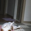 삐삐그루밍 이미지