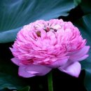 꽃들의 미소 이미지