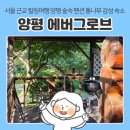 다다펜션 | 서울근교 힐링 여행 양평 펜션 에버그로브, 계곡이 있는 숲뷰 통나무 감성 숙소 개별 바베큐 후기