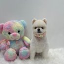 솜솜 애견미용 이미지