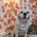 정창수외과동물병원 이미지