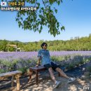 (주)소소팜 | 하늬라벤더팜 6월 고성 라벤더축제 입장료 후기