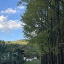 아화1리 | 경주 도리마을 은행나무숲 실시간 현황 주차 주변밥집 맛집