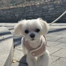 코코바코 이미지