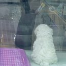 올래퍼피 이미지