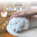 히히냥냥 | 강남 놀거리 강남역 고양이 카페 히히냥냥