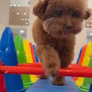 애견호텔 개인 이미지