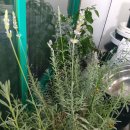 꽃가지화원 이미지