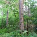 수목원약수터 이미지