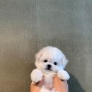 A. DOG(어독) 이미지