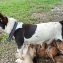 예뿐강아지 이미지