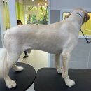 메모리펫살롱 이미지