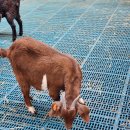 남원흑염소농장 2농장 이미지