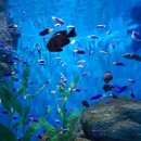 경포아쿠아리움박물관 이미지