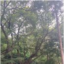 엘지전자(주)논산지점 | [충남 논산] 가을 논산 나들이--관촉사, 개태사