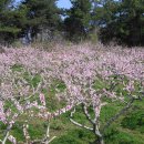 복사꽃마을 이미지