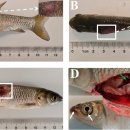 초어의 월동폐사증후군(overwintering mortality syndrome)의 Flavobacterium psychrophilum 이미지