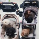 산책 | 강아지 개모차 방석 만들기🐶 드디어 완성한 오마리 탑승후기!