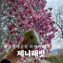 애견카페 제니콩콩 | 시흥 갯골생태공원 카페 제니래빗 자목련 명소 감성 카페 추천